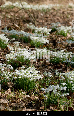 Snowdrops growing wild in woodland Stock Photo