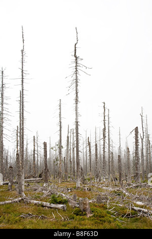 Dead trees killed by Bark Beetle of subfamily Scolytinae on Mount Rachel Bayerischer Wald national park Bavarian forest Germany Stock Photo