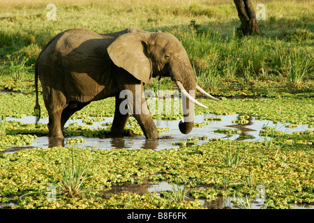 Bull elephant feeding in swamp, Masai Mara, Kenya Stock Photo