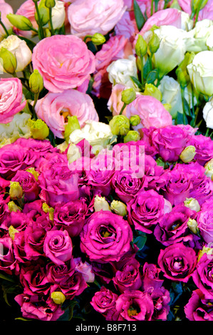 Large bouquets of pale pink and purple flowers Stock Photo