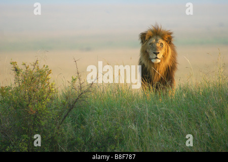 Male lion surveying his territory, Masai Mara, Kenya