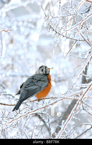 American Robin  Perched in Ice Covered Tree - Vertical Stock Photo