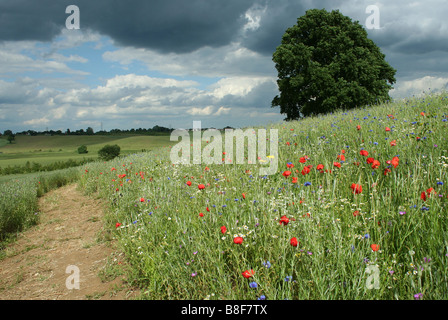 Wild meadow flowers in field next to Royal Horticultural Society gardens in Hyde Hall Essex Stock Photo