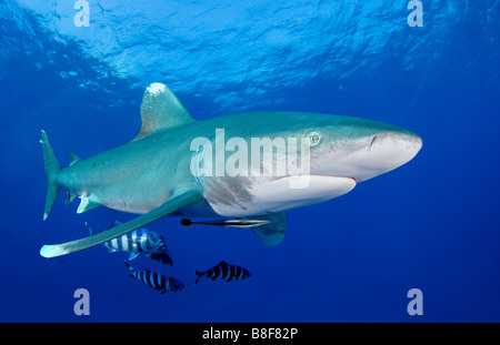 Oceanic white tip shark Stock Photo