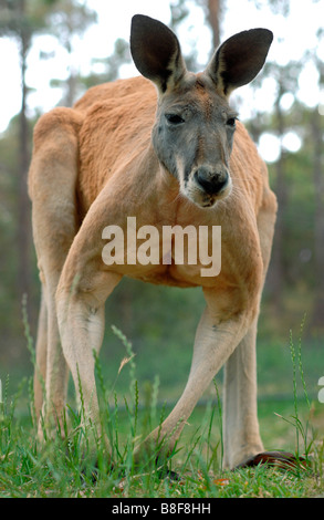 Red Kangaroo Macropus rufus male Stock Photo