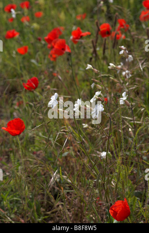 Fields of Common poppies, Papaver rhoeas and White campion, Silene alba and Wild mignonette, Reseda lutea, in May at Dorset Stock Photo