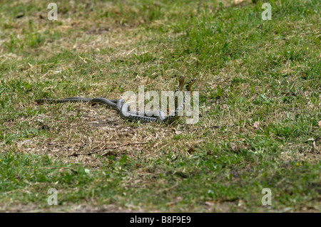 Two snakes entwined in a ritual dance Stock Photo