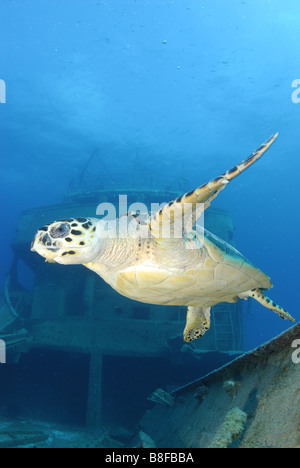 Underwater Sea Turtle Flying in Clear Blue Tropical Water, Hawaii Stock ...