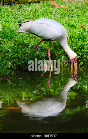 View of a yellow-billed stork (Mycteria ibis) sitting in a tree, Kruger ...