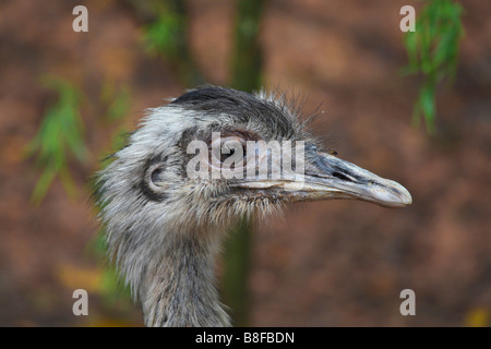 greater rhea (Rhea americana), portrait Stock Photo