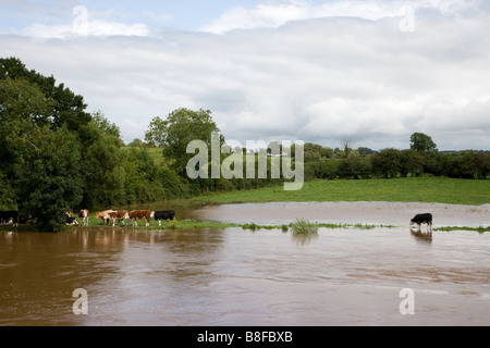 Stranded Cows in a flooded field, Ireland Stock Photo