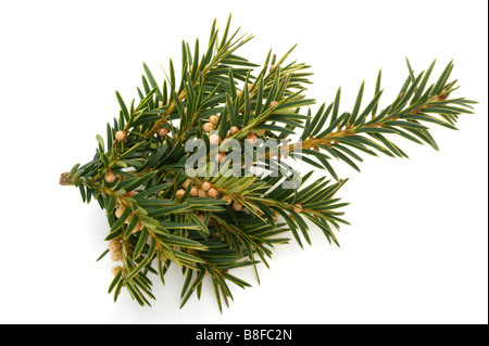 taxus baccata Stock Photo