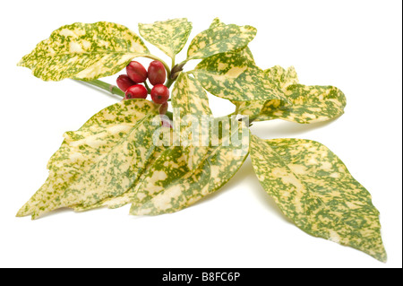 Aucuba japonica leaves and berries Stock Photo