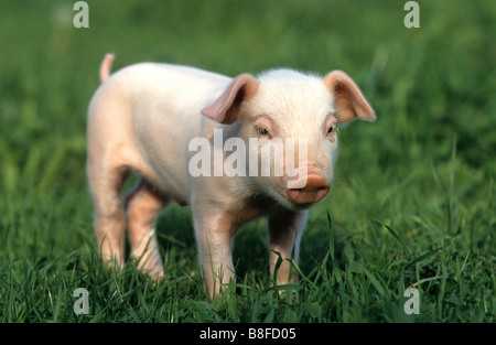 Domestic Pig (Sus scrofa domestica), piglet standing in grass Stock Photo