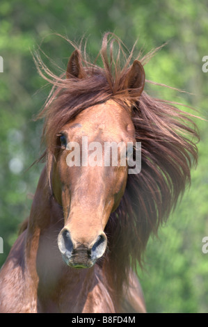 Missouri Fox Trotter (Equus ferus caballus), portrait Stock Photo