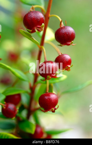 Ugni molinae Also known as Little Myrtle or Tazziberry.  Chilean superfood anti oxidant Stock Photo