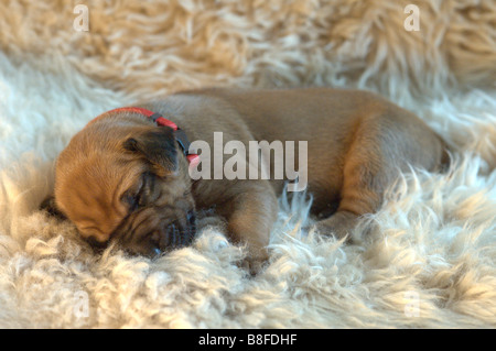 Rhodesian Ridgeback (Canis lupus familiaris), puppy sleeping on a sheep skin rug Stock Photo