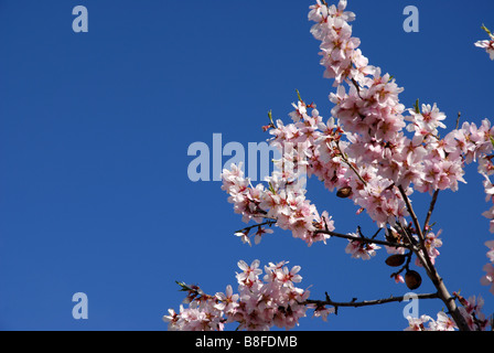 almond blossom and almonds on tree, near Benimaurell, Vall de Laguar, Alicante province, Comunidad Valenciana, Spain Stock Photo