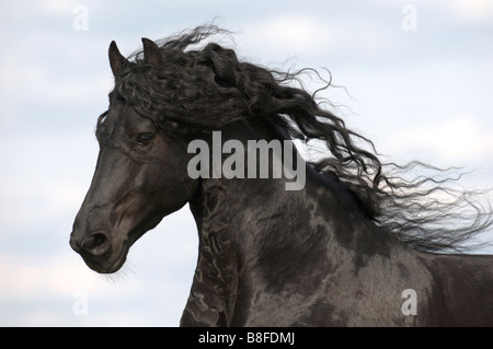 Friesian Horse (Equus ferus caballus), stallion with flowing mane Stock Photo