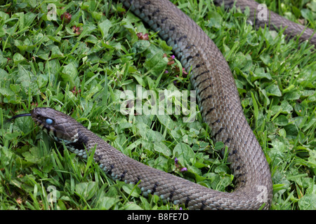 Grass snake, natrix natrix, slithering along the grass with tongue out in Summer at Dorset Stock Photo