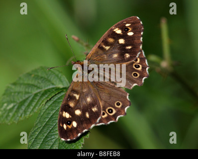 Speckled wood butterfly, pararge aegeria, resting on bramble, Rubus fruticosus agg, leaves in August in Dorset UK Stock Photo