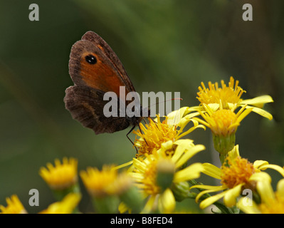 Gatekeeper butterfly, Pyronia tithonus, feeding on Ragwort, Senecio jacobaea, flower at Dorset, UK in Summer Stock Photo