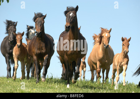 Paso Fino (Equus ferus caballus). Herd of mares with their foals galloping towards the camera Stock Photo