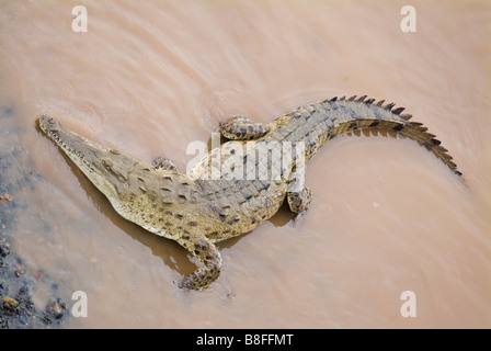 American crocodile in the  Rio Tàrcoles, near Parque Nacional Carrara, Costa Rica. Stock Photo