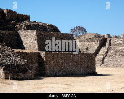 blooming jacaranda tree in the archaeological ruins of the great ancient Zapotec city of Monte Alban, Oaxaca, Mexico Stock Photo