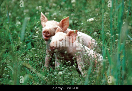 Domestic Pig (Sus scrofa domestica), two piglets playing on a meadow Stock Photo