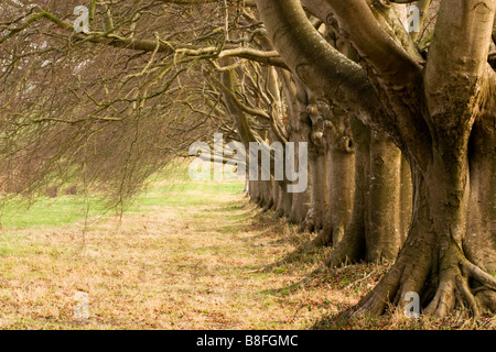 The Beech Avenue that lines the B3082 and forms a grand entrance to the Kingston Lacy estate in Dorset, England. Stock Photo