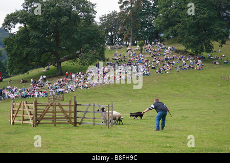 Sheepdog trials Rydal Show Cumbria Stock Photo