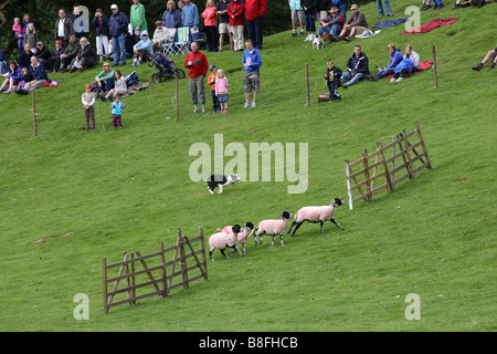 Sheepdog trials Rydal Show Cumbria Stock Photo