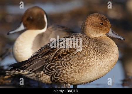 Northern pintail duck pair on alert Victoria British Columbia Canada Stock Photo