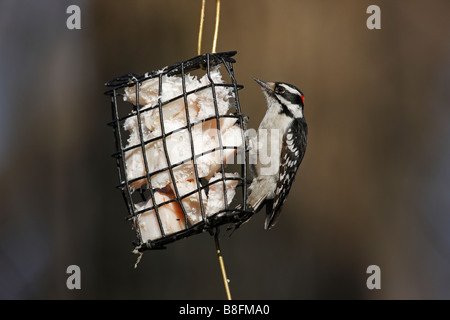 Downy Woodpecker Picoides pubescens medianus male feeding from a wire frame suet feeder in winter Stock Photo