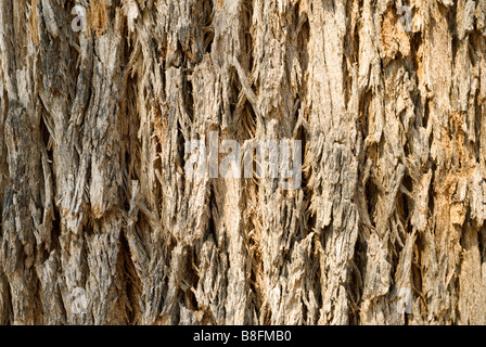 Pine tree bark at  Cyprus, Limassol Stock Photo