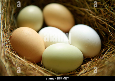 Six eggs in a nest of hay Stock Photo