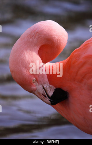 chilean flamingo Phoenicopterus chilensis preening Stock Photo