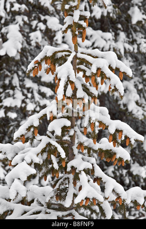 Snow covered Spruce tree and cones Stock Photo