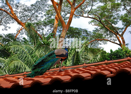 Peacock on a roof Stock Photo
