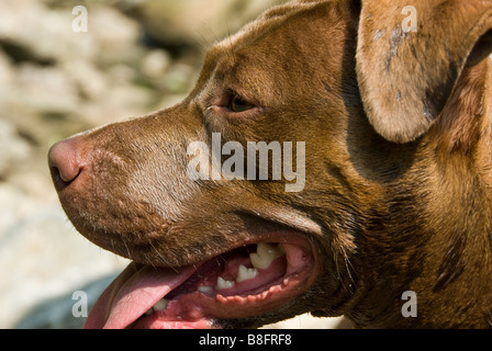 Pit bull dog, Wissahickon Creek Valley Green, Fairmount Park, Philadelphia, Pennsylvania. Stock Photo