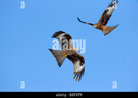 Red Kites (Milvus milvus) flying Stock Photo