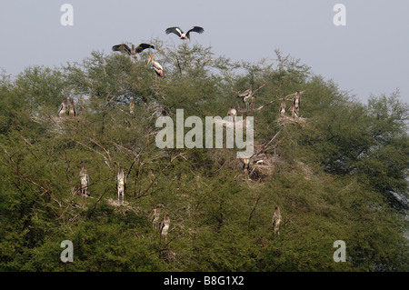 A colony of Painted Storks Mycteria leucocephala in Keoladeo Ghana National park, India Stock Photo
