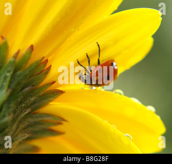 Close up of a 7 (seven) spot ladybird on a bright yellow Gerbera Daisy flower. Stock Photo