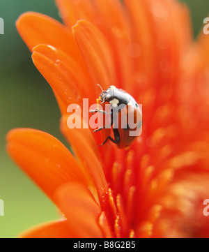 Close up of a 7 (seven) spot ladybird on an orange Gerbera Daisy flower. Stock Photo