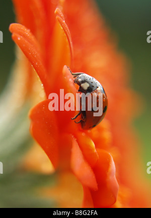 Close up of a 7 (seven) spot ladybird on an orange Gerbera Daisy flower. Stock Photo