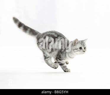 British Shorthair cat. Tabby kitten running. Studio picture against a white background Stock Photo