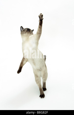 Siamese cat - standing on hindpaws - cut out Stock Photo