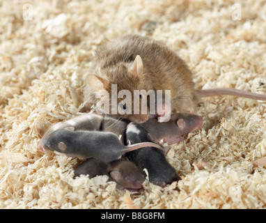 Fancy Mouse. Mother and young in wood shavings. Germany Stock Photo