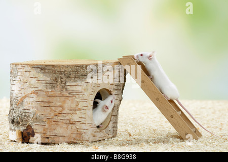 Fancy Mouse. Two adult white mice with a ladder and a hollowed birch trunk Stock Photo